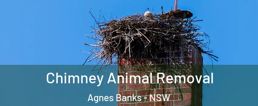 Chimney Animal Removal Agnes Banks - NSW