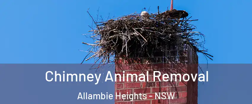Chimney Animal Removal Allambie Heights - NSW