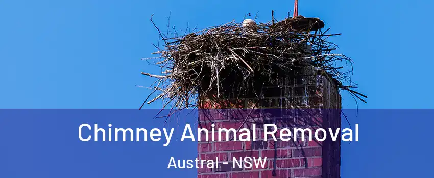 Chimney Animal Removal Austral - NSW