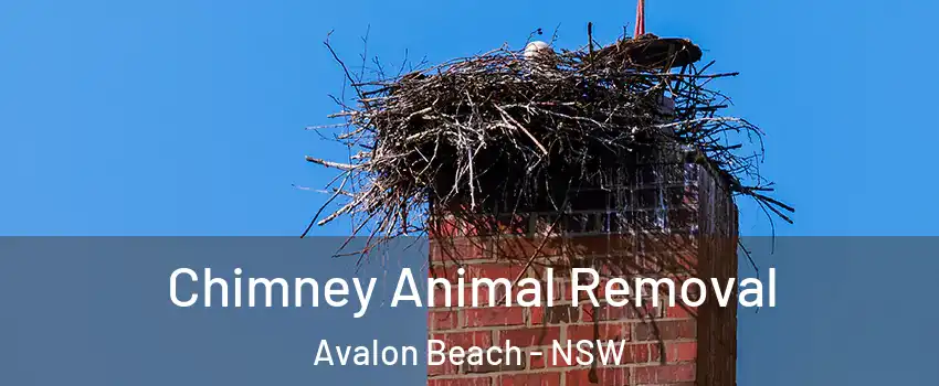 Chimney Animal Removal Avalon Beach - NSW