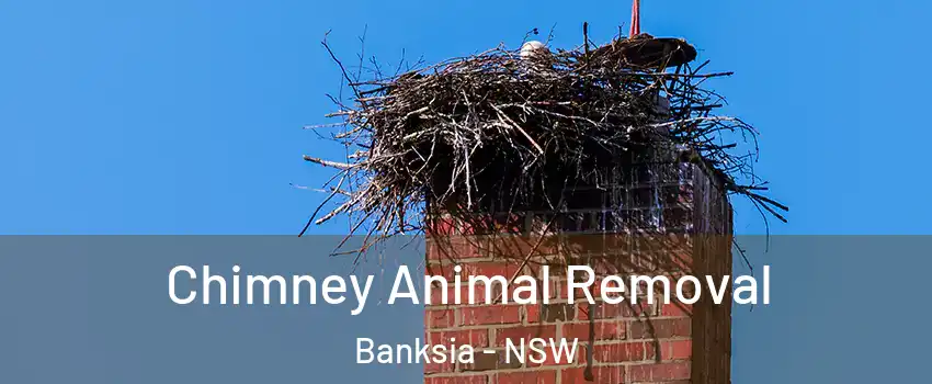 Chimney Animal Removal Banksia - NSW