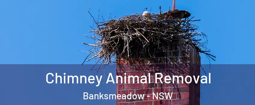 Chimney Animal Removal Banksmeadow - NSW