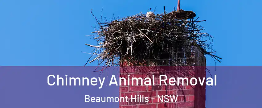 Chimney Animal Removal Beaumont Hills - NSW