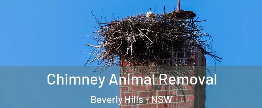 Chimney Animal Removal Beverly Hills - NSW