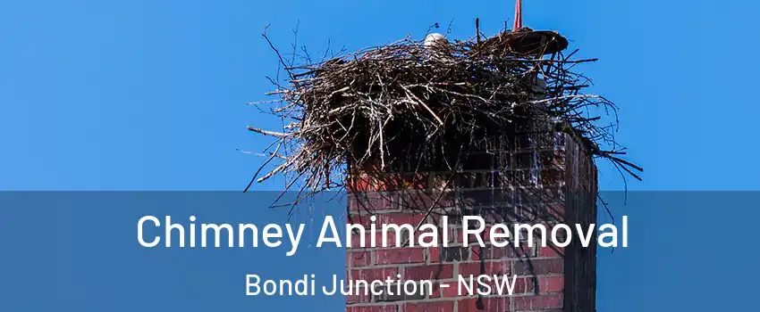 Chimney Animal Removal Bondi Junction - NSW