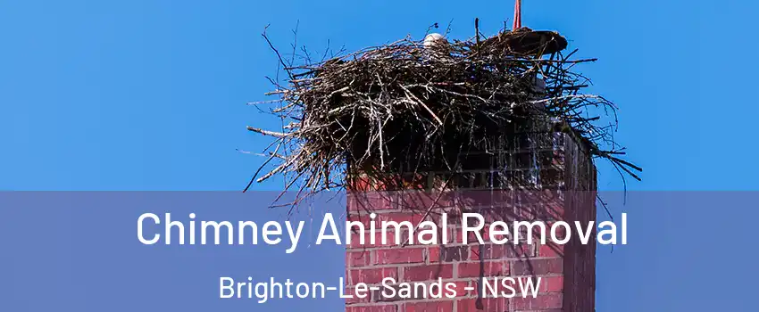 Chimney Animal Removal Brighton-Le-Sands - NSW