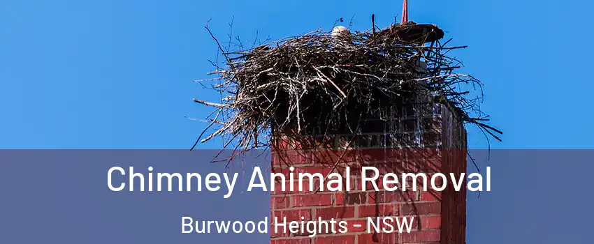  Chimney Animal Removal Burwood Heights - NSW