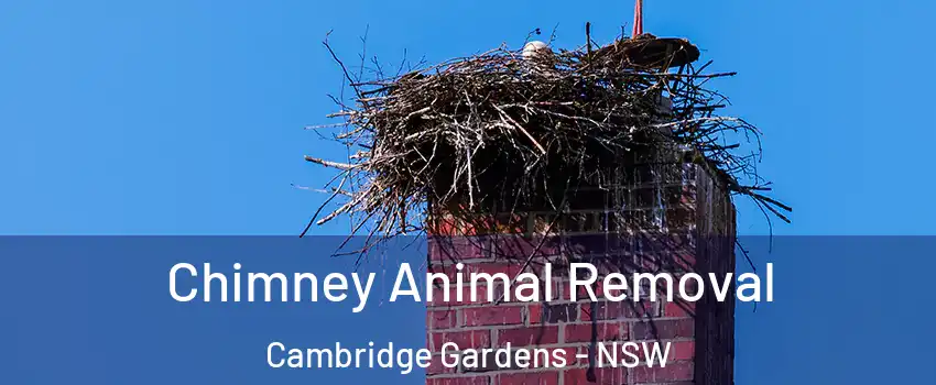 Chimney Animal Removal Cambridge Gardens - NSW