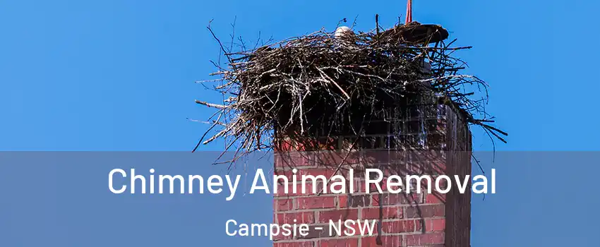 Chimney Animal Removal Campsie - NSW