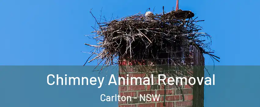  Chimney Animal Removal Carlton - NSW