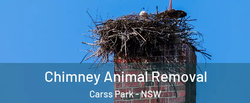 Chimney Animal Removal Carss Park - NSW