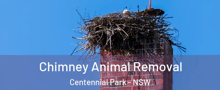 Chimney Animal Removal Centennial Park - NSW