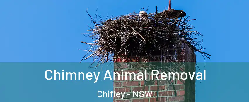Chimney Animal Removal Chifley - NSW