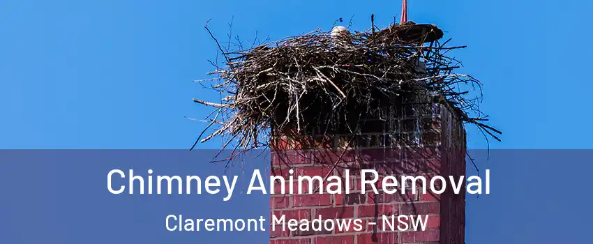 Chimney Animal Removal Claremont Meadows - NSW
