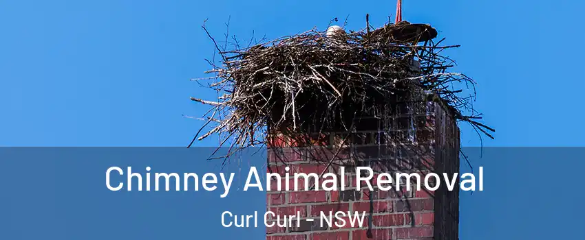 Chimney Animal Removal Curl Curl - NSW