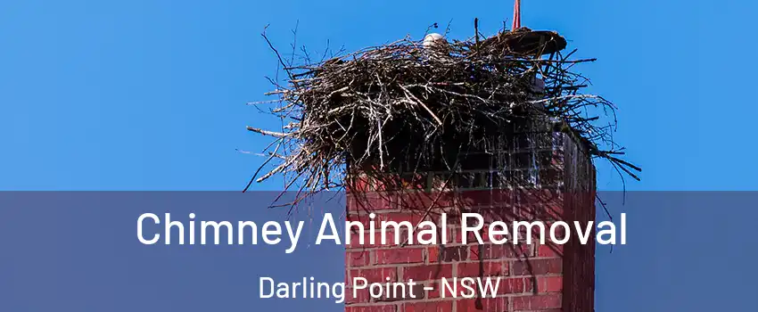 Chimney Animal Removal Darling Point - NSW