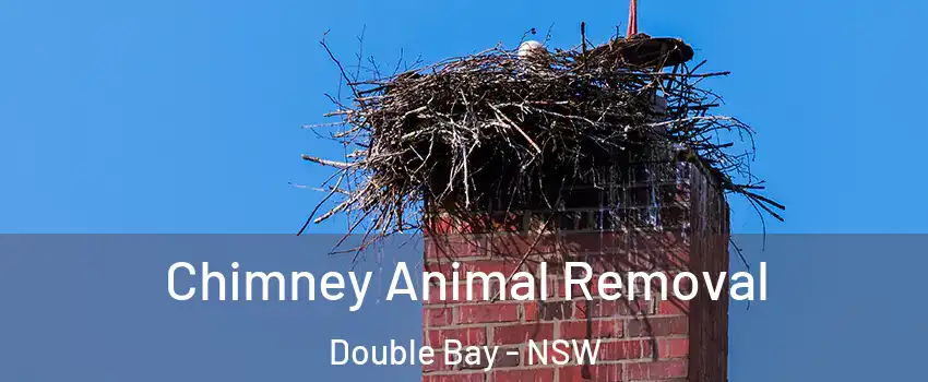 Chimney Animal Removal Double Bay - NSW