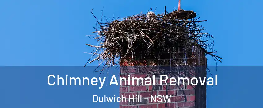 Chimney Animal Removal Dulwich Hill - NSW