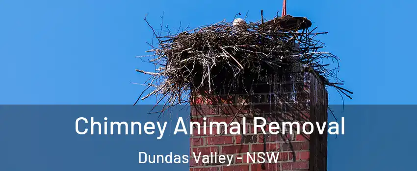 Chimney Animal Removal Dundas Valley - NSW