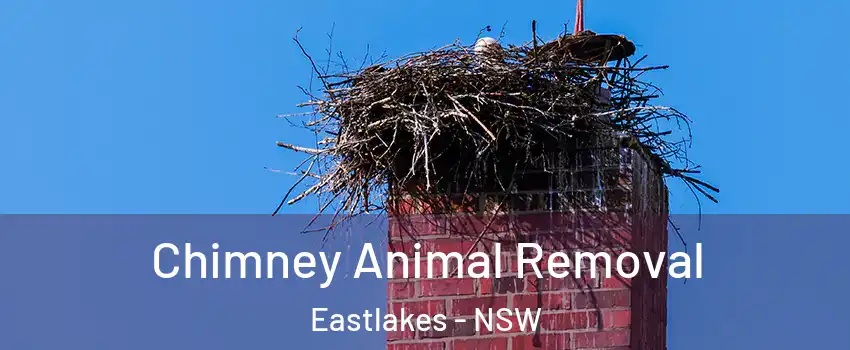 Chimney Animal Removal Eastlakes - NSW