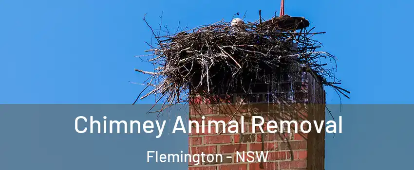 Chimney Animal Removal Flemington - NSW