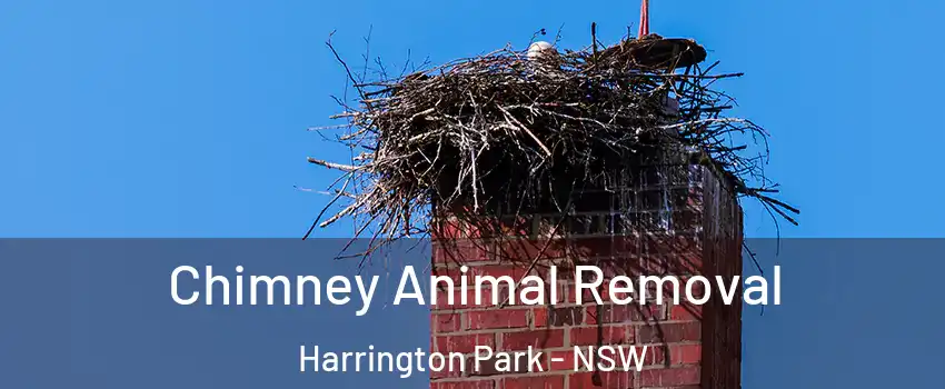 Chimney Animal Removal Harrington Park - NSW