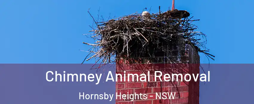 Chimney Animal Removal Hornsby Heights - NSW