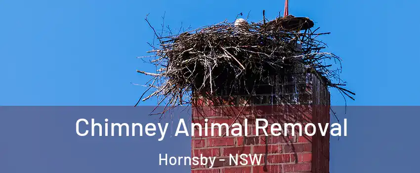Chimney Animal Removal Hornsby - NSW