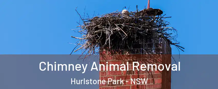 Chimney Animal Removal Hurlstone Park - NSW
