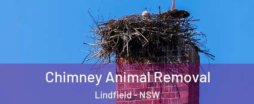 Chimney Animal Removal Lindfield - NSW