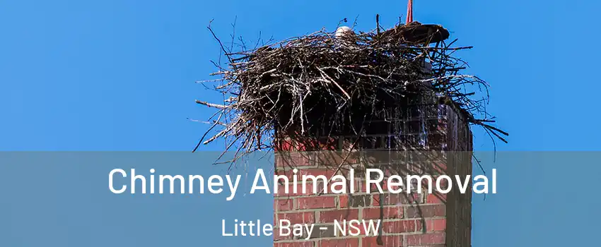 Chimney Animal Removal Little Bay - NSW
