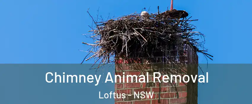Chimney Animal Removal Loftus - NSW