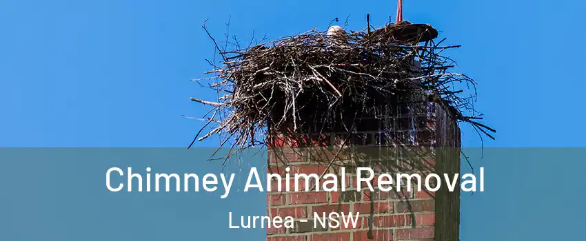 Chimney Animal Removal Lurnea - NSW