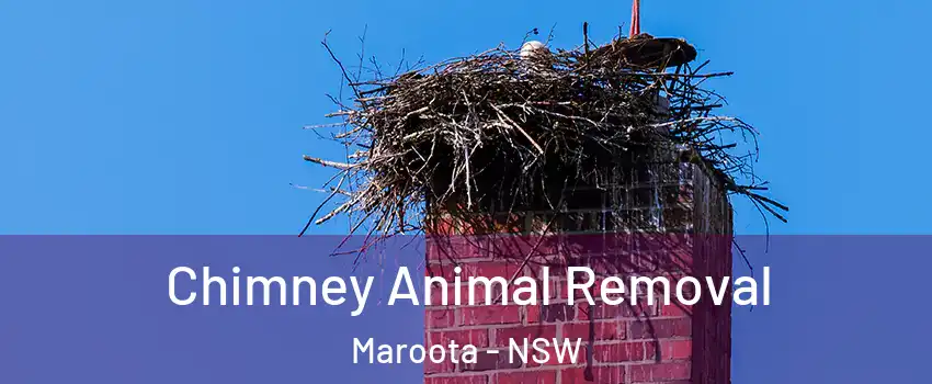 Chimney Animal Removal Maroota - NSW