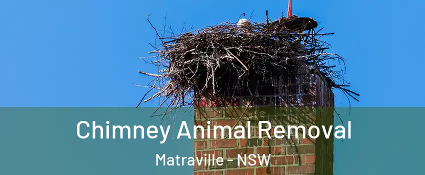 Chimney Animal Removal Matraville - NSW
