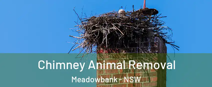 Chimney Animal Removal Meadowbank - NSW
