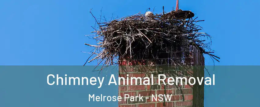 Chimney Animal Removal Melrose Park - NSW