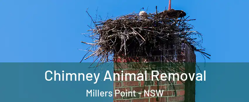 Chimney Animal Removal Millers Point - NSW