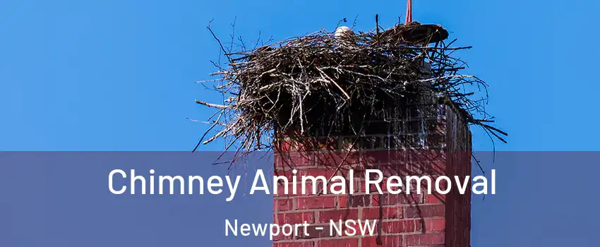 Chimney Animal Removal Newport - NSW