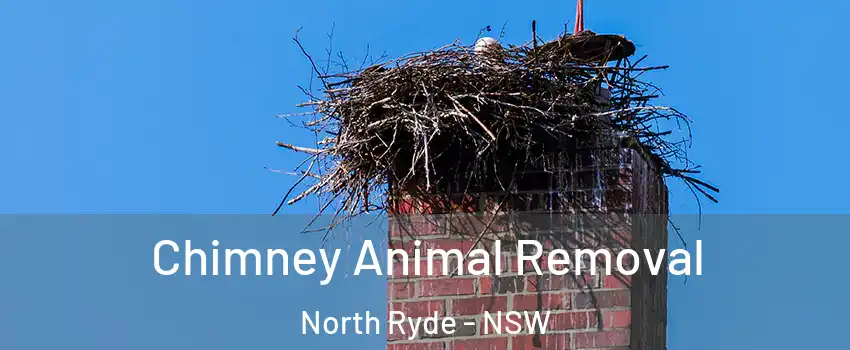  Chimney Animal Removal North Ryde - NSW