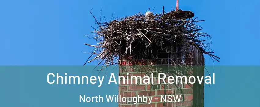  Chimney Animal Removal North Willoughby - NSW
