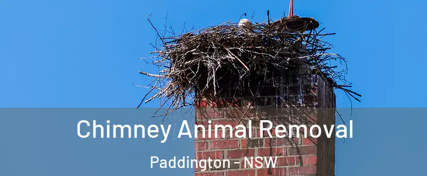 Chimney Animal Removal Paddington - NSW