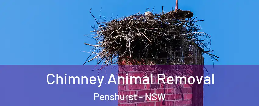 Chimney Animal Removal Penshurst - NSW