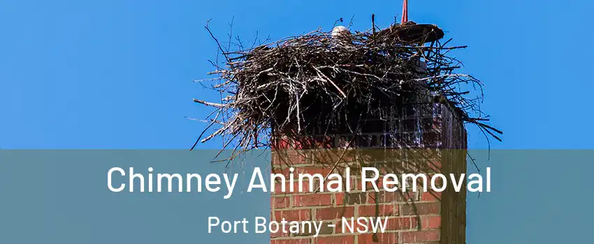 Chimney Animal Removal Port Botany - NSW