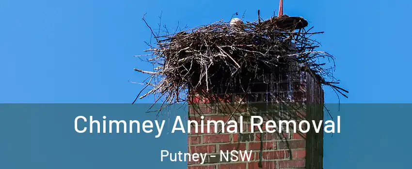 Chimney Animal Removal Putney - NSW