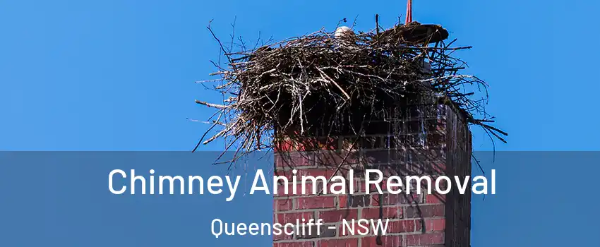 Chimney Animal Removal Queenscliff - NSW
