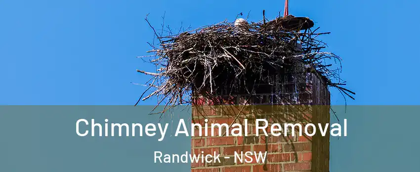 Chimney Animal Removal Randwick - NSW