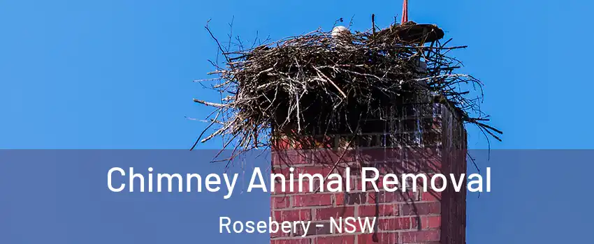 Chimney Animal Removal Rosebery - NSW