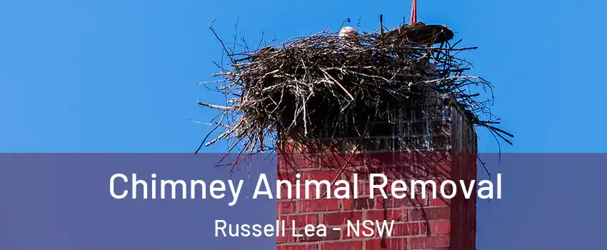 Chimney Animal Removal Russell Lea - NSW