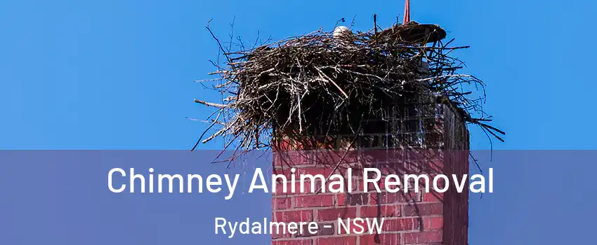 Chimney Animal Removal Rydalmere - NSW